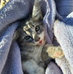 Shelter Stray Male Cat last seen SUMMIT LAKE AND PLAZA LAKE DR, 4710 TX-151, San Antonio, TX 78227, USA