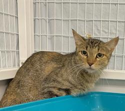 Shelter Stray Female Cat last seen , 1150 11 Mile Corner, Casa Grande, AZ 85194, USA