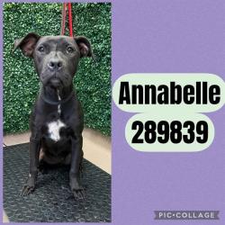 Shelter Stray Female Dog last seen WARD ST, 4214 Fulton Mill Rd, Macon, GA 31216, USA