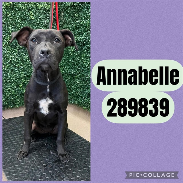 Shelter Stray Female Dog last seen WARD ST, 4214 Fulton Mill Rd, Macon, GA 31216, USA