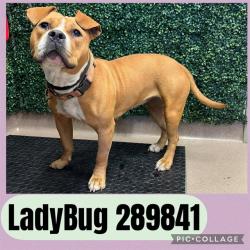 Shelter Stray Female Dog last seen WALNUT ST, 4214 Fulton Mill Rd, Macon, GA 31216, USA