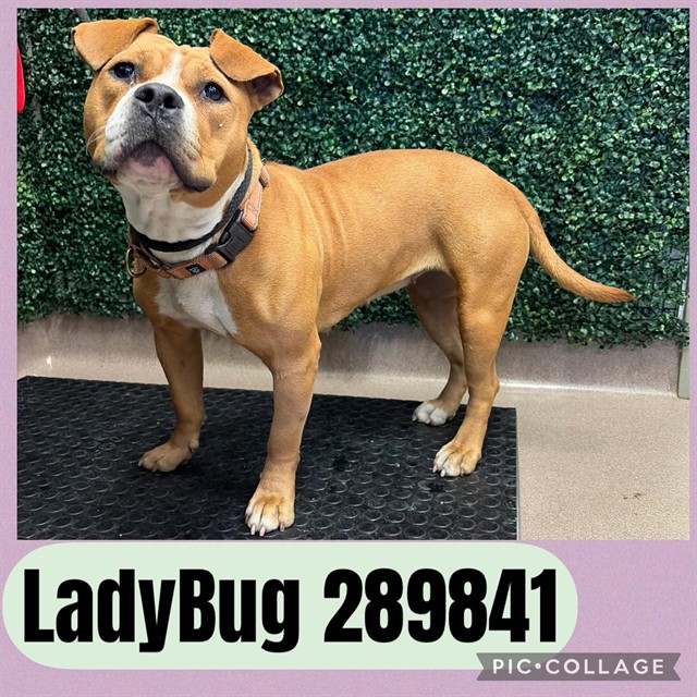 Shelter Stray Female Dog last seen WALNUT ST, 4214 Fulton Mill Rd, Macon, GA 31216, USA