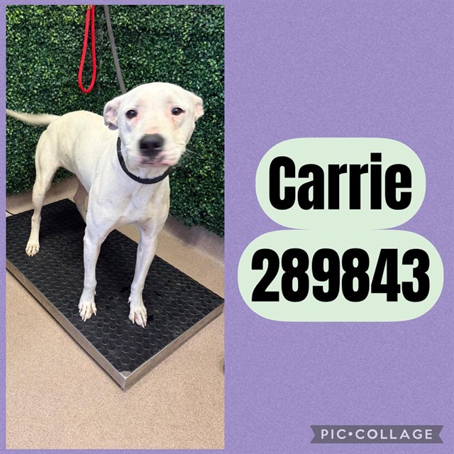Shelter Stray Female Dog last seen MORELAND AVE, 4214 Fulton Mill Rd, Macon, GA 31216, USA