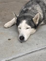 Found/Stray Female Dog last seen Fitzsimmons & Wildflower St, Rialto, CA 92377