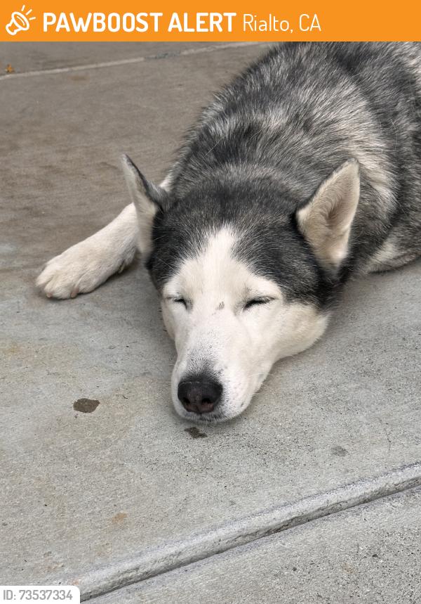 Found/Stray Female Dog last seen Fitzsimmons & Wildflower St, Rialto, CA 92377