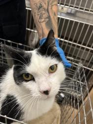 Shelter Stray Male Cat last seen ANTIOCH AVE AND NEWCASTLE CT, 130 Beyer Way, Chula Vista, CA 91911, USA