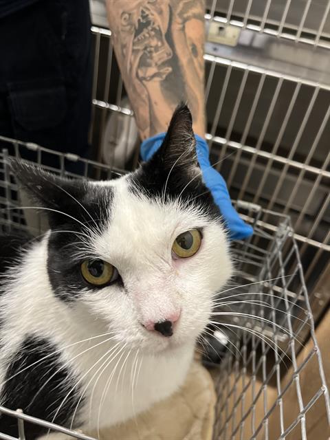 Shelter Stray Male Cat last seen ANTIOCH AVE AND NEWCASTLE CT, 130 Beyer Way, Chula Vista, CA 91911, USA