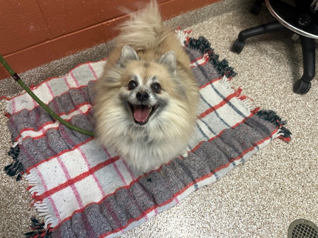 Shelter Stray Male Dog last seen Near BLOCK BERKLEY AVE, PUEBLO CO 81004, 4600 Eagleridge Pl, Pueblo, CO 81008, USA
