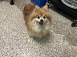 Shelter Stray Female Dog last seen Near BLOCK BERKLEY AVE, PUEBLO CO 81004, 4600 Eagleridge Pl, Pueblo, CO 81008, USA