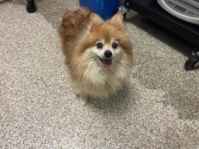 Shelter Stray Female Dog last seen Near BLOCK BERKLEY AVE, PUEBLO CO 81004, 4600 Eagleridge Pl, Pueblo, CO 81008, USA