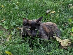 Reunited Female Cat last seen Lincoln Ave and glen ave, Amsterdam, NY 12010
