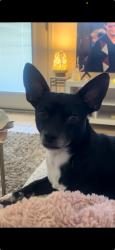 Found/Stray Male Dog last seen 32nd St and McDowell, Phoenix, AZ 85008
