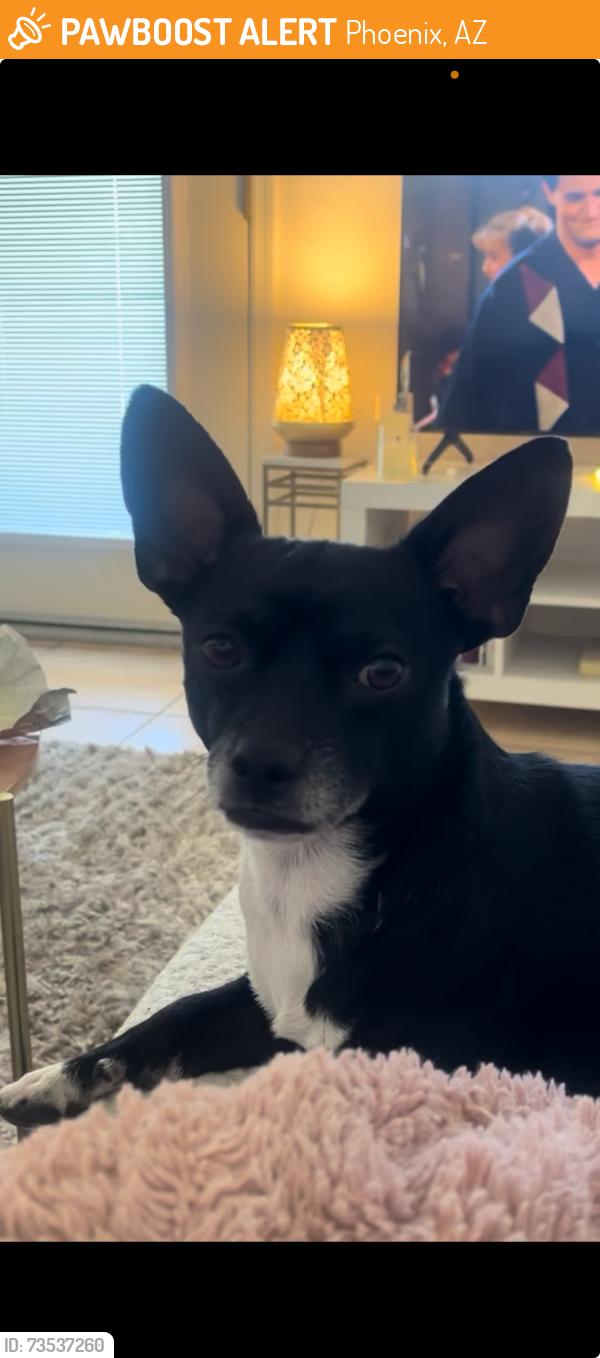 Found/Stray Male Dog last seen 32nd St and McDowell, Phoenix, AZ 85008