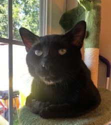 Reunited Male Cat last seen Marsha St Keller, TX 76248, Keller, TX 76248