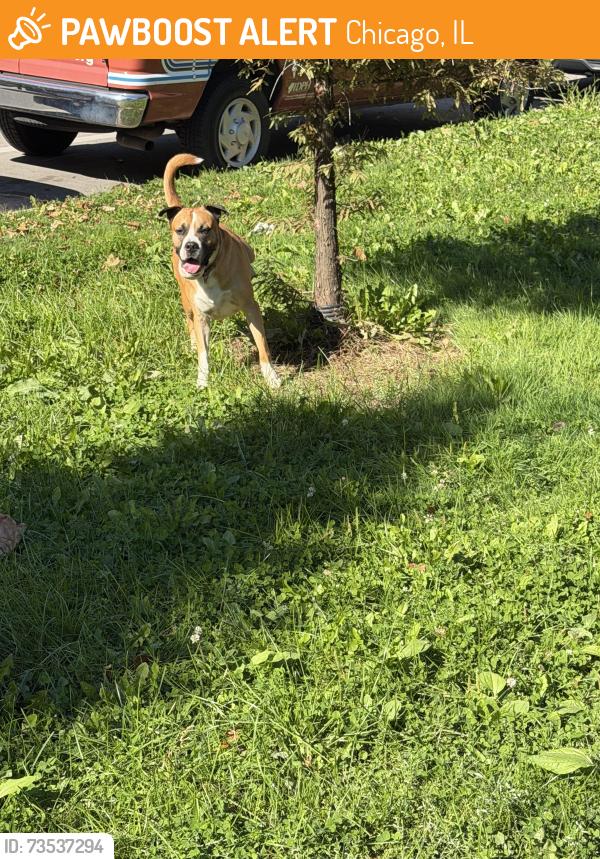 Found/Stray Unknown Dog last seen North ave and kedzie ave near national guard building, Chicago, IL 60647