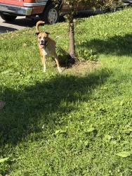 Found/Stray Unknown Dog last seen North ave and kedzie ave near national guard building, Chicago, IL 60647