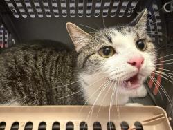 Found/Stray Unknown Cat last seen Cloud Springs Road and Cross St., Rossville, GA 30741