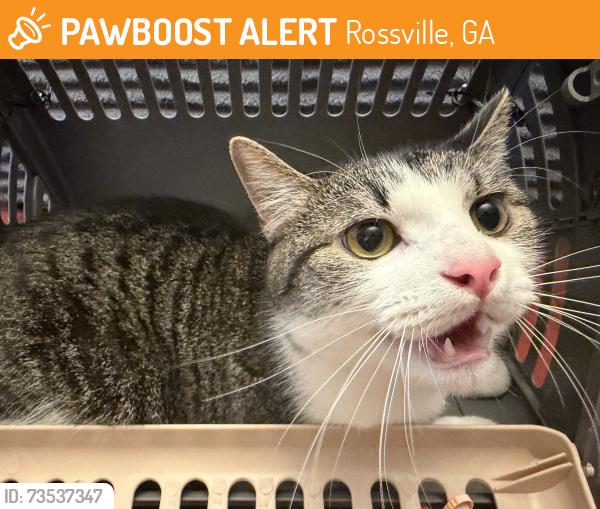 Found/Stray Unknown Cat last seen Cloud Springs Road and Cross St., Rossville, GA 30741