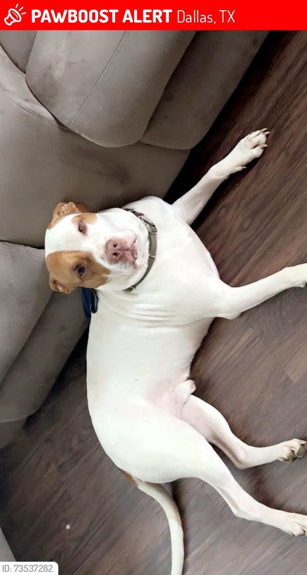 Lost Male Dog last seen Beltline, Dallas, TX 75253