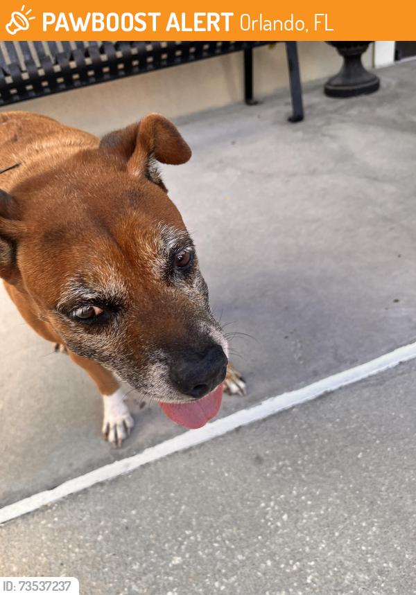Found/Stray Male Dog last seen University Blvd near Lake Mira neighborhood between Goldenrod and Econ, Orlando, FL 32817