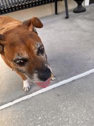 Found/Stray Male Dog last seen University Blvd near Lake Mira neighborhood between Goldenrod and Econ, Orlando, FL 32817