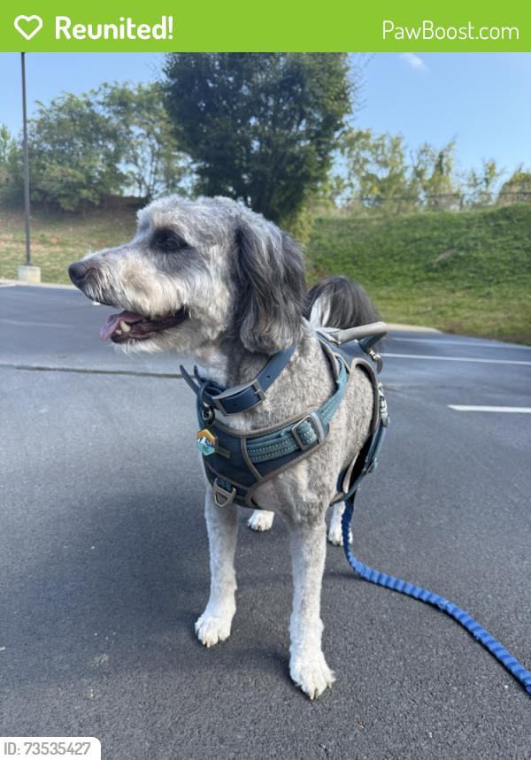 Reunited Male Dog last seen the boathouse restaurant, Chattanooga, TN 37406