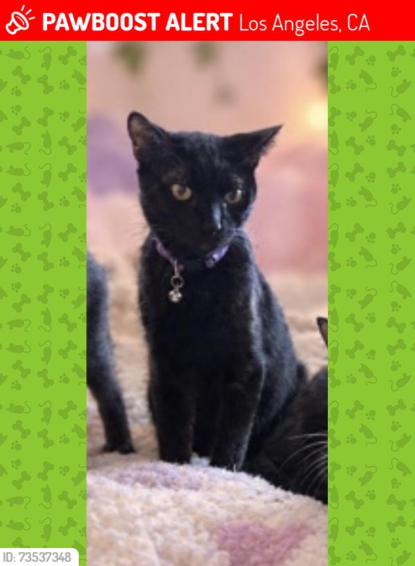 Lost Male Cat last seen Obama and Cimarron., Los Angeles, CA 90018