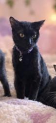 Lost Male Cat last seen Obama and Cimarron., Los Angeles, CA 90018