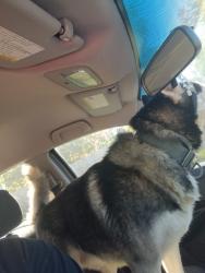 Reunited Male Dog last seen Richelieu & 36th, Indianapolis, IN 46226