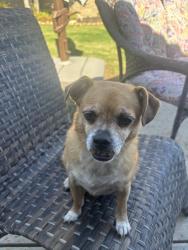 Found/Stray Female Dog last seen Coffee Rd and Hageman, Bakersfield, CA 93308
