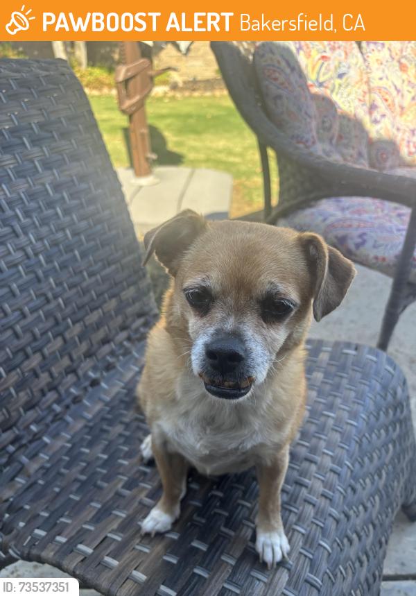 Found/Stray Female Dog last seen Coffee Rd and Hageman, Bakersfield, CA 93308
