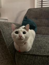 Reunited Female Cat last seen Robert Street, Prestwich, Prestwich, England M25 1HQ