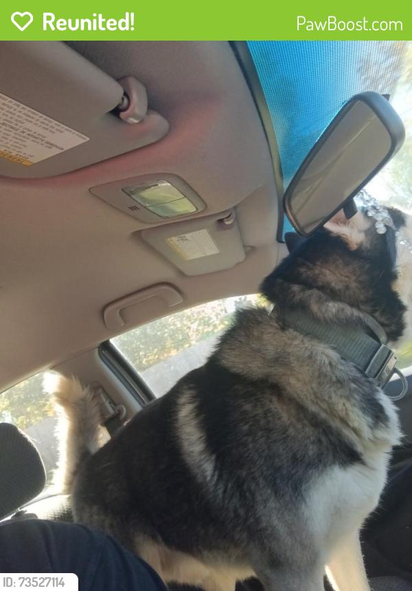 Reunited Male Dog last seen Richelieu & 36th, Indianapolis, IN 46226