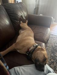 Lost Male Dog last seen S Adams St, Westmont, IL 60559