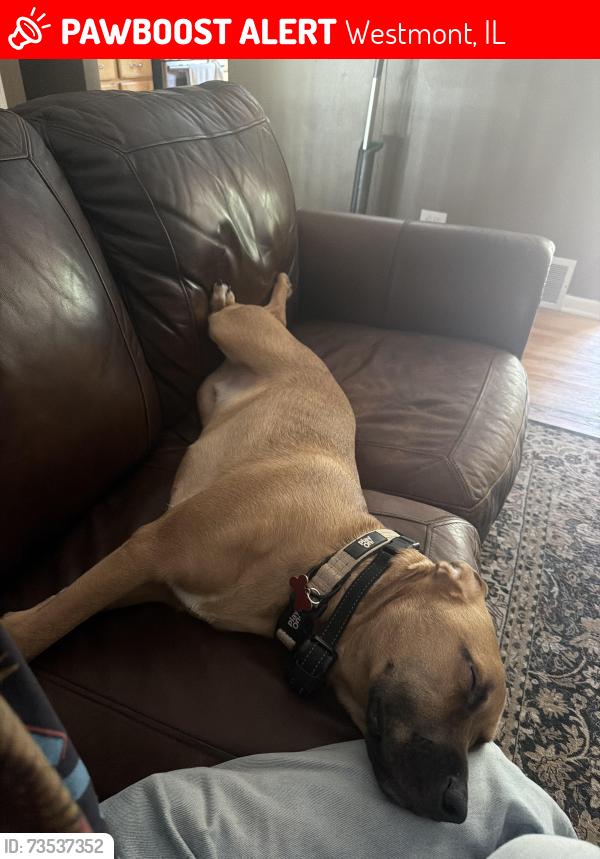 Lost Male Dog last seen S Adams St, Westmont, IL 60559