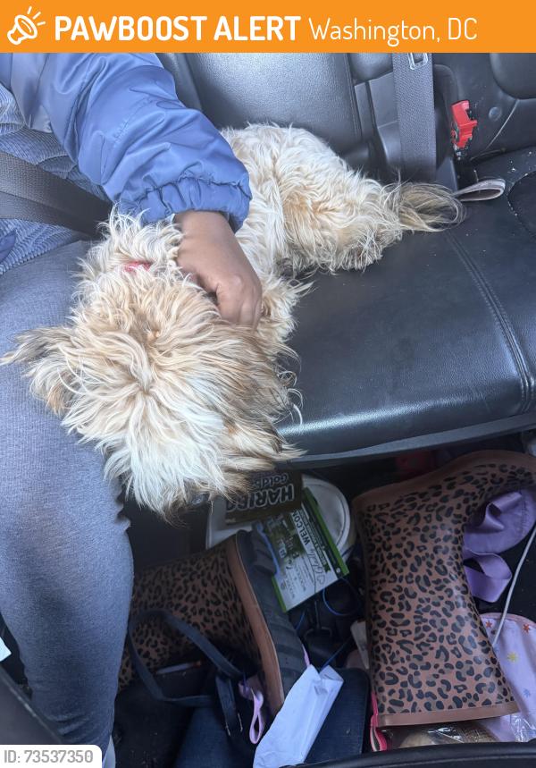 Found/Stray Male Dog last seen Smothers elementary, Washington, DC 20019