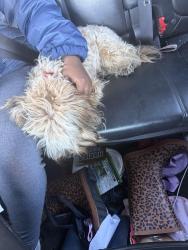 Found/Stray Male Dog last seen Smothers elementary, Washington, DC 20019
