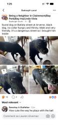 Reunited Male Dog last seen Ashford, San Diego, CA 92111