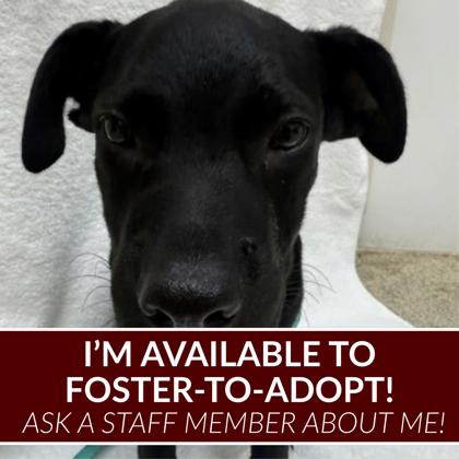 Shelter Stray Male Dog last seen Glenhaven/ University, City of College Station, TX, 5359 Leonard Rd, Bryan, TX 77807, USA