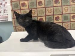 Shelter Stray Female Cat last seen W. Daisy Ln, 43528, OH, 827 Illinois Ave, Maumee, OH 43537, USA