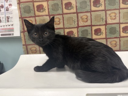 Shelter Stray Female Cat last seen W. Daisy Ln, 43528, OH, 827 Illinois Ave, Maumee, OH 43537, USA
