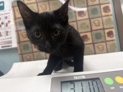 Shelter Stray Female Cat last seen W. Daisy Ln, 43528, OH, 827 Illinois Ave, Maumee, OH 43537, USA