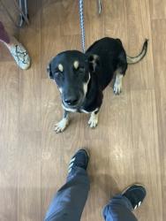 Shelter Stray Female Dog last seen Near Sweet Birch Dr, 70816, LA, 2550 Gourrier Ave, Baton Rouge, LA 70820, USA