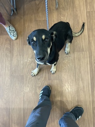 Shelter Stray Female Dog last seen Near Sweet Birch Dr, 70816, LA, 2550 Gourrier Ave, Baton Rouge, LA 70820, USA