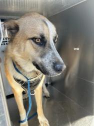 Shelter Stray Male Dog last seen Near N MAIN ST, District 13 - Tarrant County,, 355 Hillshire Dr, Haslet, TX 76052, USA