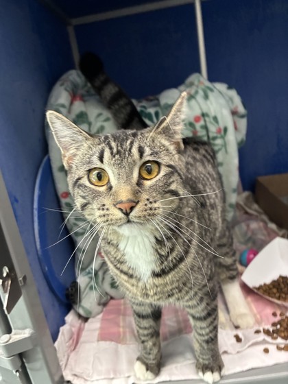 Shelter Stray Female Cat last seen Near W Madison Ave, City of Eau Claire, WI, 3900 Old Town Hall Rd, Eau Claire, WI 54701, USA