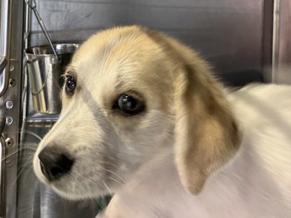 Shelter Stray Female Dog last seen Near CHISHOLM TRAIL RD, ROUND ROCK, City of Round Rock, TX, 1855 SE Inner Loop, Georgetown, TX 78626, USA