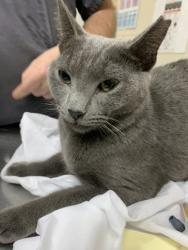 Shelter Stray Female Cat last seen Near Gamecock Avenue, City of Charleston, SC, 2455 Remount Rd, North Charleston, SC 29406, USA