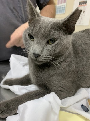Shelter Stray Female Cat last seen Near Gamecock Avenue, City of Charleston, SC, 2455 Remount Rd, North Charleston, SC 29406, USA