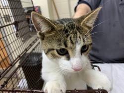 Shelter Stray Male Cat last seen Near Gamecock Avenue, City of Charleston, SC, 2455 Remount Rd, North Charleston, SC 29406, USA